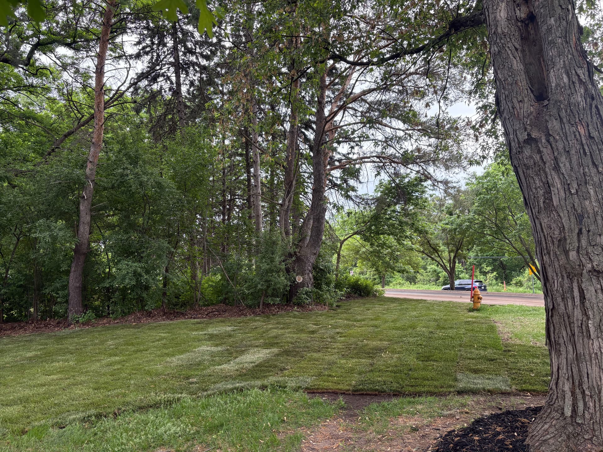 Gallery photos for Fresh Sod, New Edging, and Black Mulch for a Clean Yard: Image #4
