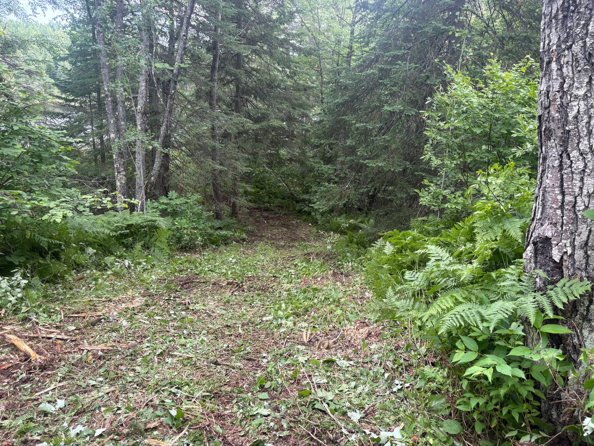 Gallery photos for Overgrown Trail Cleared and Ready to Use Again: Image #4