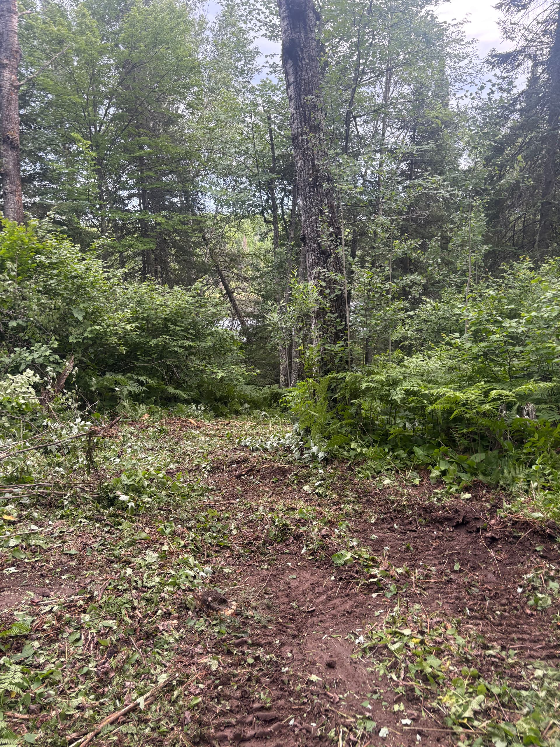 Gallery photos for Overgrown Trail Cleared and Ready to Use Again: Image #3