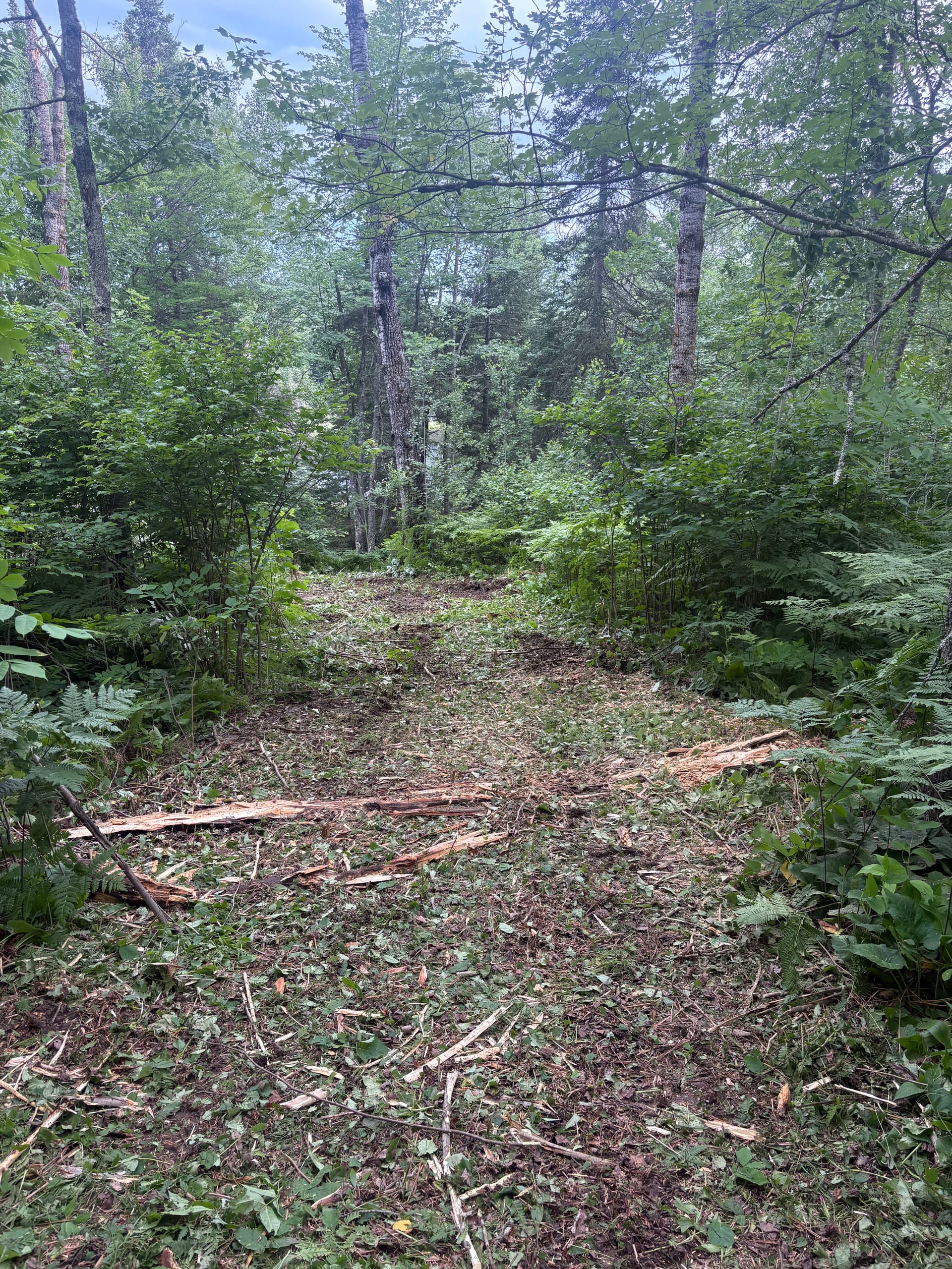 Gallery photos for Overgrown Trail Cleared and Ready to Use Again: Image #2