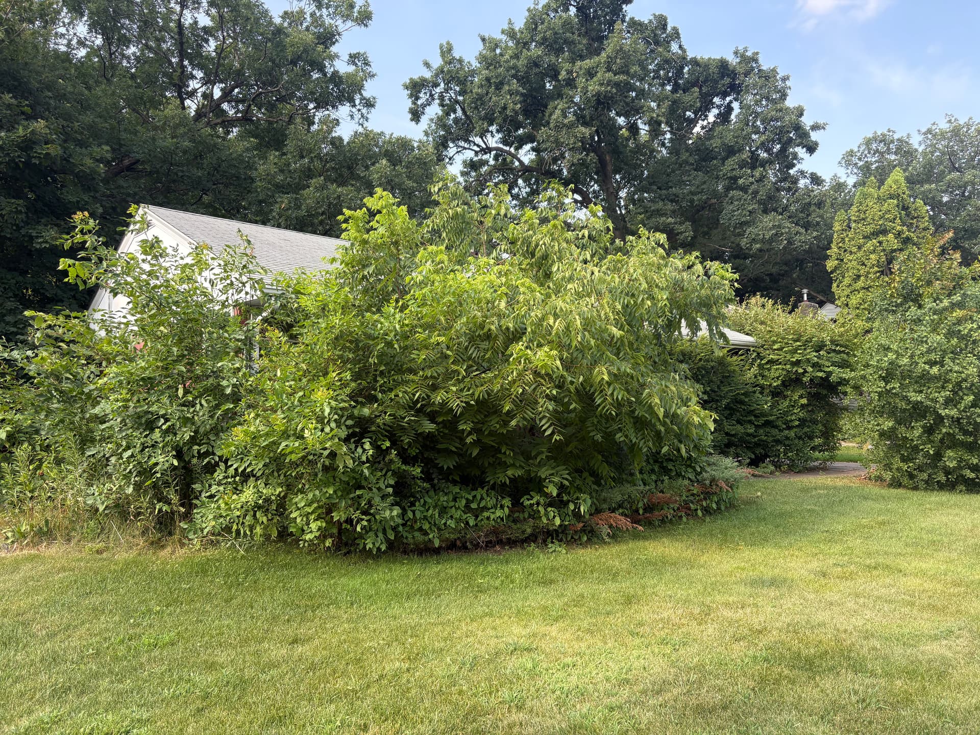 Gallery photos for Front Yard Cleanup and Fresh Mulch That Actually Makes a Difference: Image #2