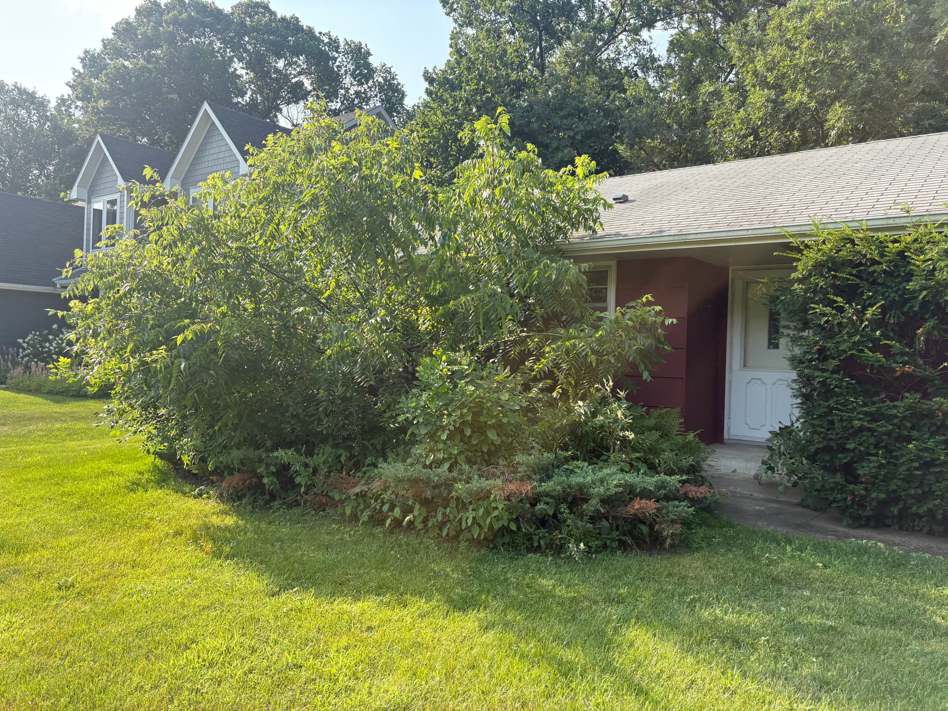 Gallery photos for Front Yard Cleanup and Fresh Mulch That Actually Makes a Difference: Image #1